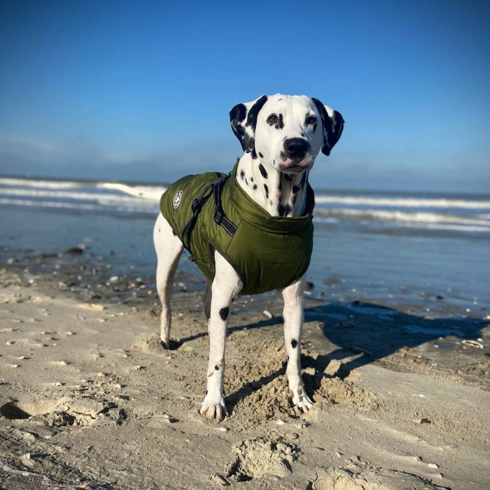 Parka Imperméable Pour Chien - Protection & Style