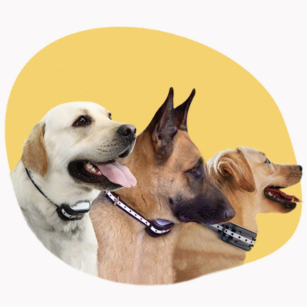 Système De Clôture Sans Fil Pour Chien Avec Collier De Dressage — Sécurité Totale Et Liberté Contrôlée