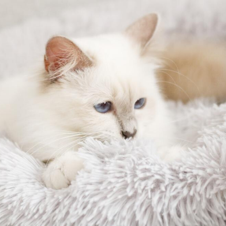 Cozy Bed for Cat - Ultra Soft 